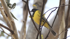 Pachycephala fuliginosa