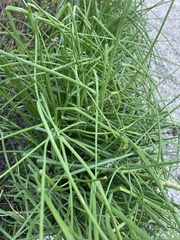 Allium schoenoprasum