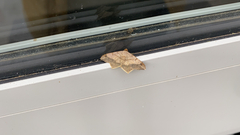 Psamatodes abydata