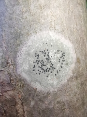 Lecidella elaeochroma