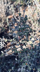 Drosanthemum parvifolium