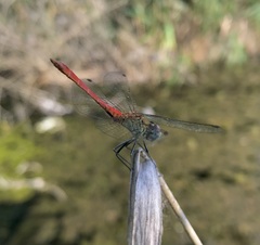 Sympetrum tibiale