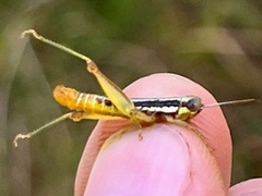 Gymnoscirtetes morsei