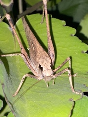 Mecopoda elongata