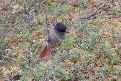 Perisoreus infaustus