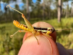 Gymnoscirtetes morsei
