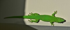 Phelsuma grandis