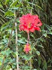 Hibiscus schizopetalus