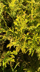 Platycladus orientalis