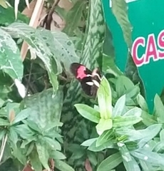 Heliconius