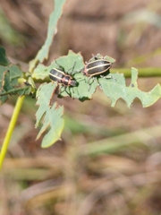 Eudiagogus maryae