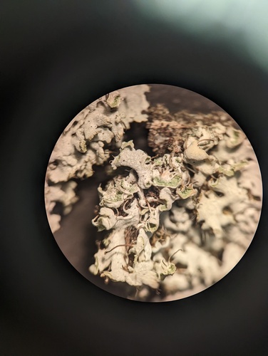iNaturalist observation photo of Hooded Rosette Lichen
