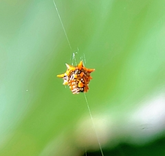 Macracantha hasselti