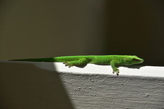 Phelsuma grandis