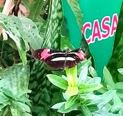 Heliconius