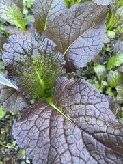 Brassica rapa