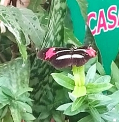 Heliconius