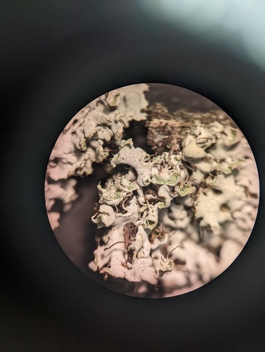 iNaturalist observation photo of Hooded Rosette Lichen