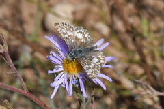Burnsius communis