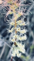 Holothrix burchellii