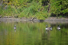 Branta canadensis
