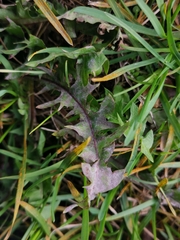 Podosphaera erigerontis-canadensis