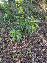 Photinia serratifolia