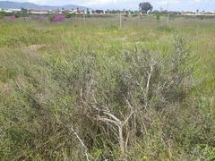 Aspalathus ternata