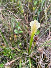 Sarracenia