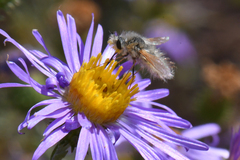 Bombyliidae