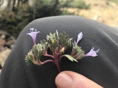 Collomia debilis trifida