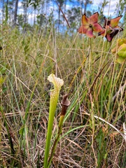 Sarracenia