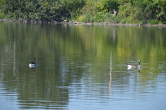 Branta canadensis