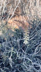 Holothrix burchellii