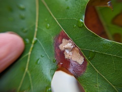 Tischeria quercitella