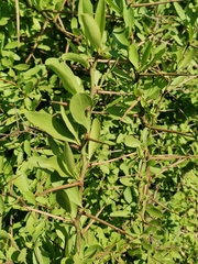 Gymnosporia buxifolia