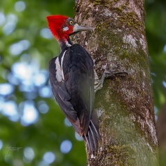 Campephilus