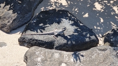 Amphibolurinae