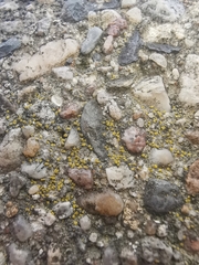 Candelariella aurella