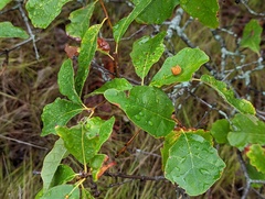 Quercus prinoides