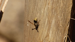 Brachygastra lecheguana