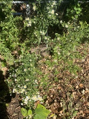 Symphyotrichum pilosum pilosum