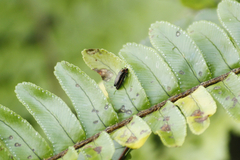 Endelus collaris kerremansi