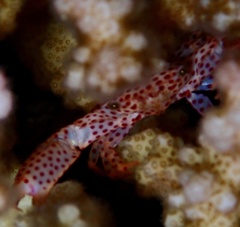 Trapezia rufopunctata