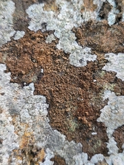 Gyrographa gyrocarpa