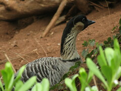 Branta sandvicensis