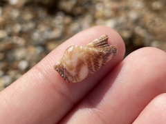 Arca noae