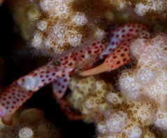 Trapezia rufopunctata