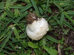 Agaricus