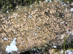 Gyrographa gyrocarpa